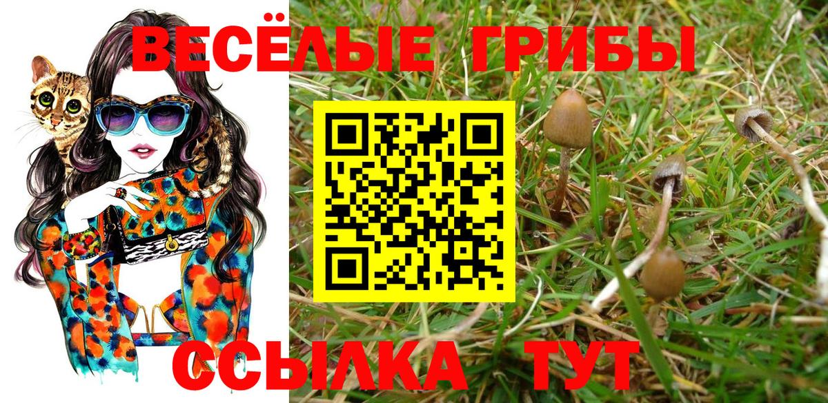 Псилоцибиновые грибы Psilocybe  Вход с VPN  Вятские Поляны 